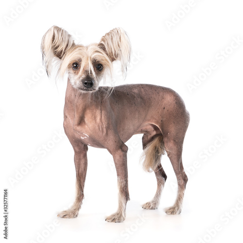 Standing Chinese crested dog against a white background