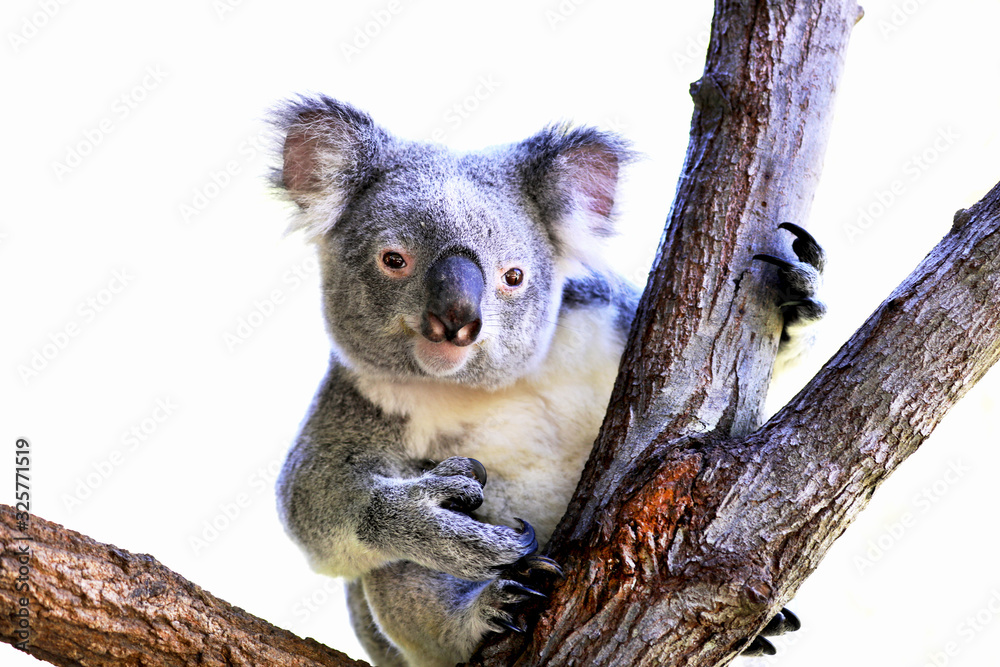 Obraz premium Koala - Peeking around the corner!