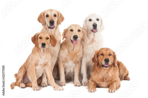 Group of five golden retriever dogs, isolated on white