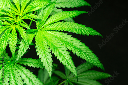 Fototapeta Naklejka Na Ścianę i Meble -  Closeup marijuana leaves on black background, Cannabis on a dark background,