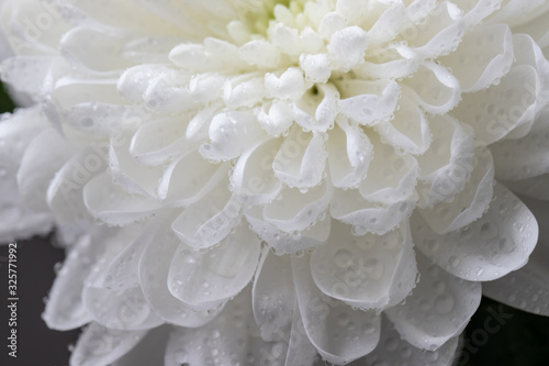 Water drops on a white chrysanthemum