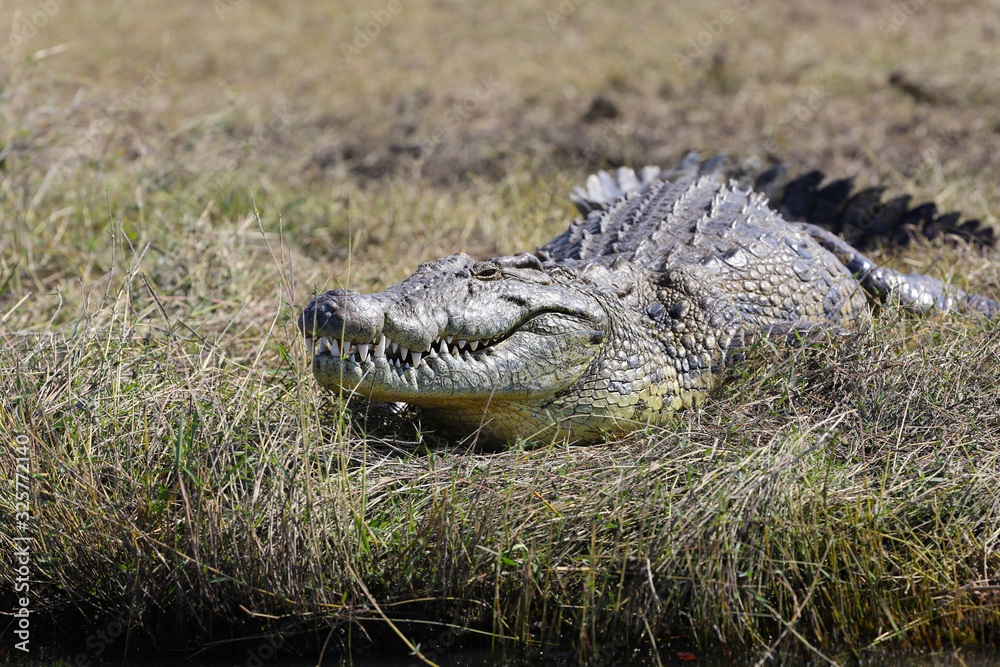 Obraz premium Crocodile on the shore