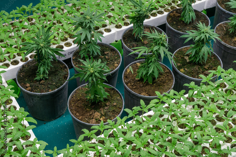 Indoor Marijuana Commercial Growing Operation. commercial Cannabis business