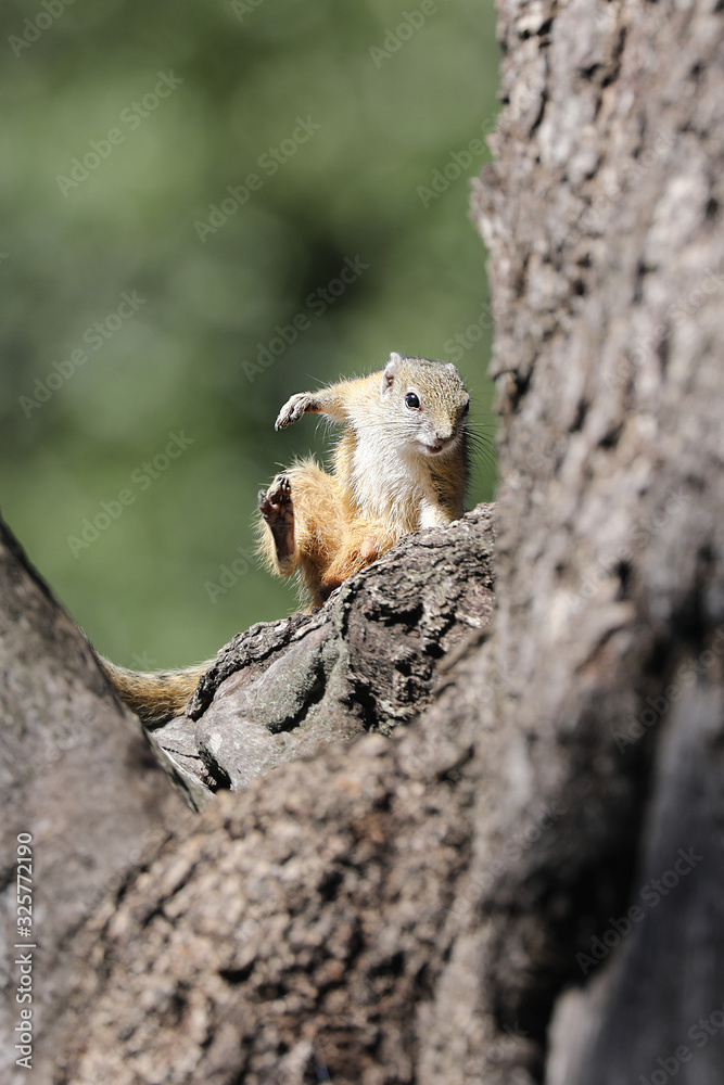 Squirrel in a tree Squirrel in a tree