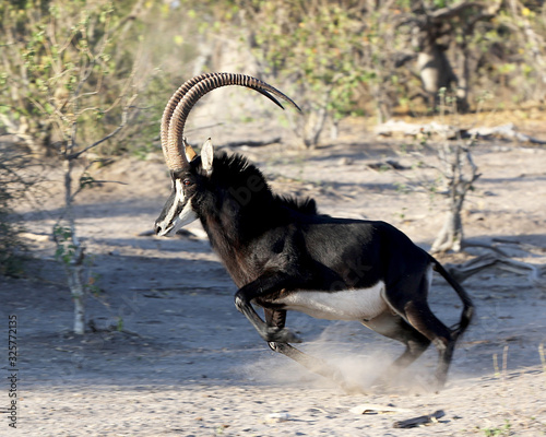Sable in Africa photo