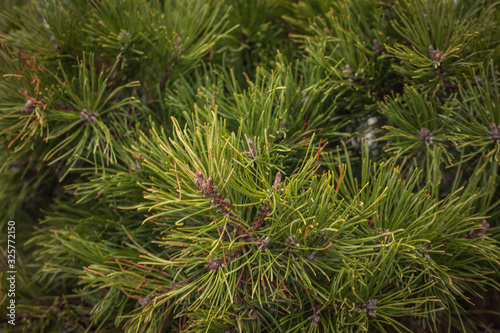 Close-up of branch of green spruce with prickly needles. Brightly green branches of coniferous fir trees or pine. shallow depth of field. Fluffy fir tree branch close up