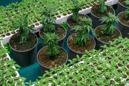 Indoor Marijuana Commercial Growing Operation. commercial Cannabis business