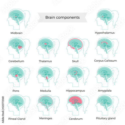 Set of vector illustration of brain components 