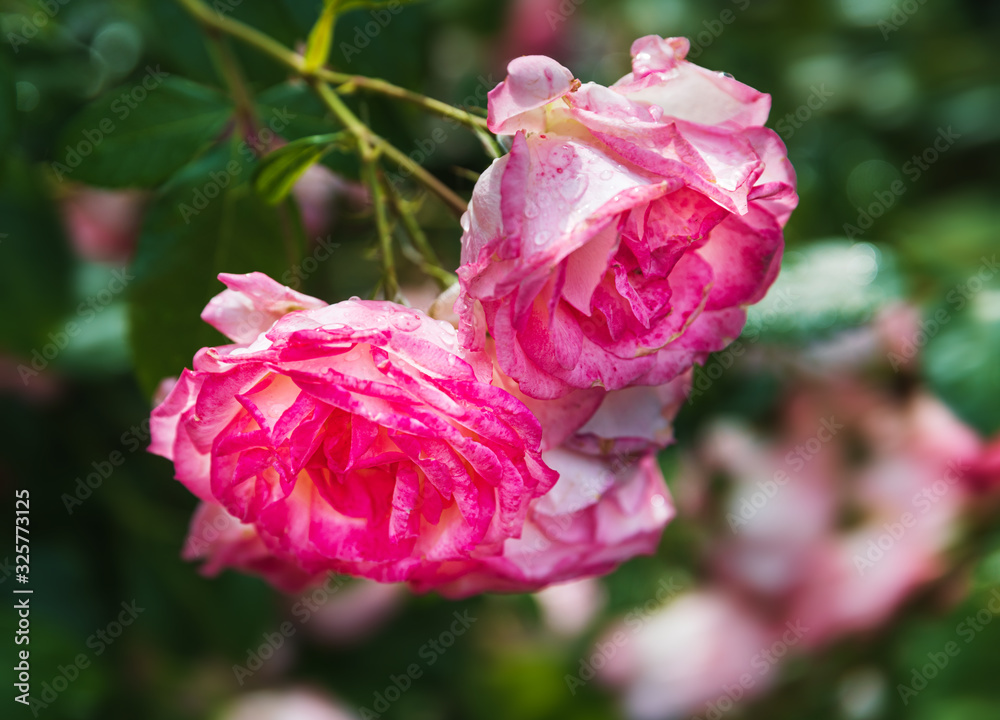 Obraz premium Beautiful rose flowers in garden