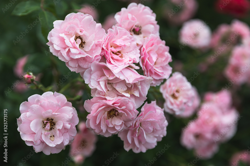 Fototapeta premium Beautiful rose flowers in garden
