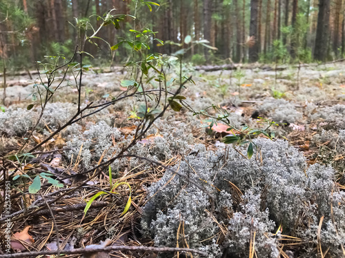 White moss in the forest