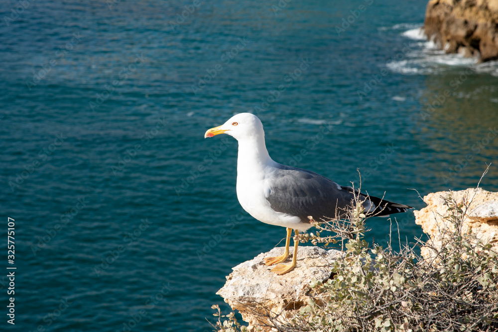 a seagull on a rocky seashore, close up a seagull on a rocky seashore, close up