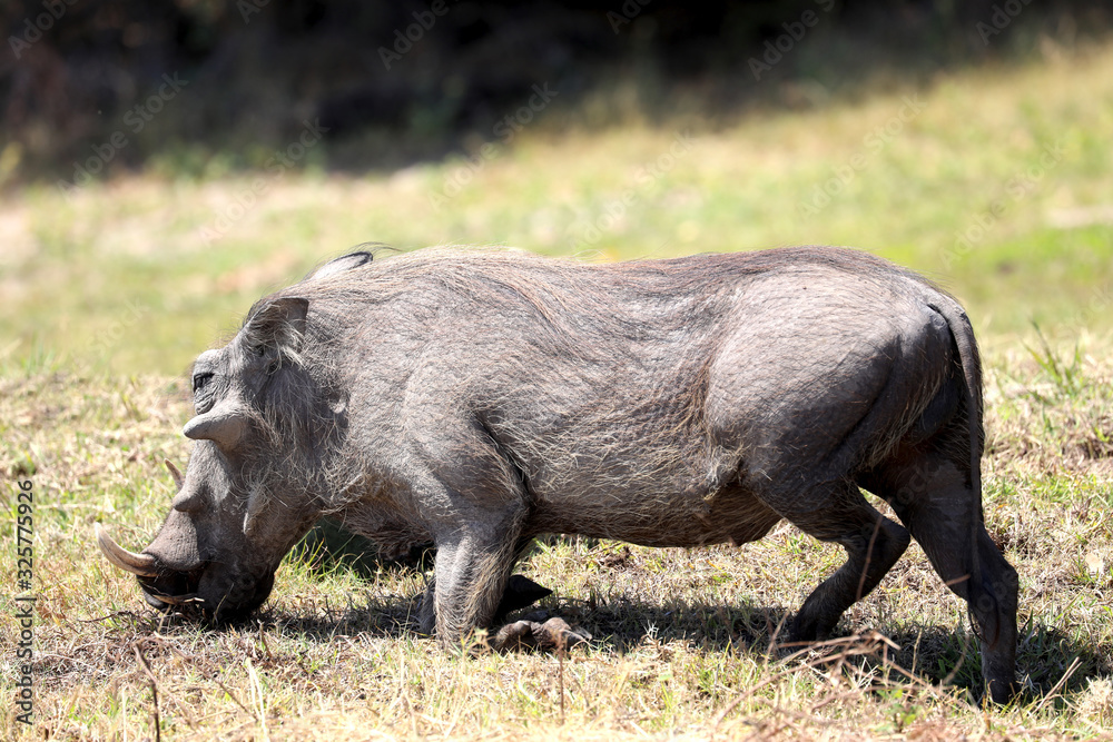 Fototapeta premium warthog