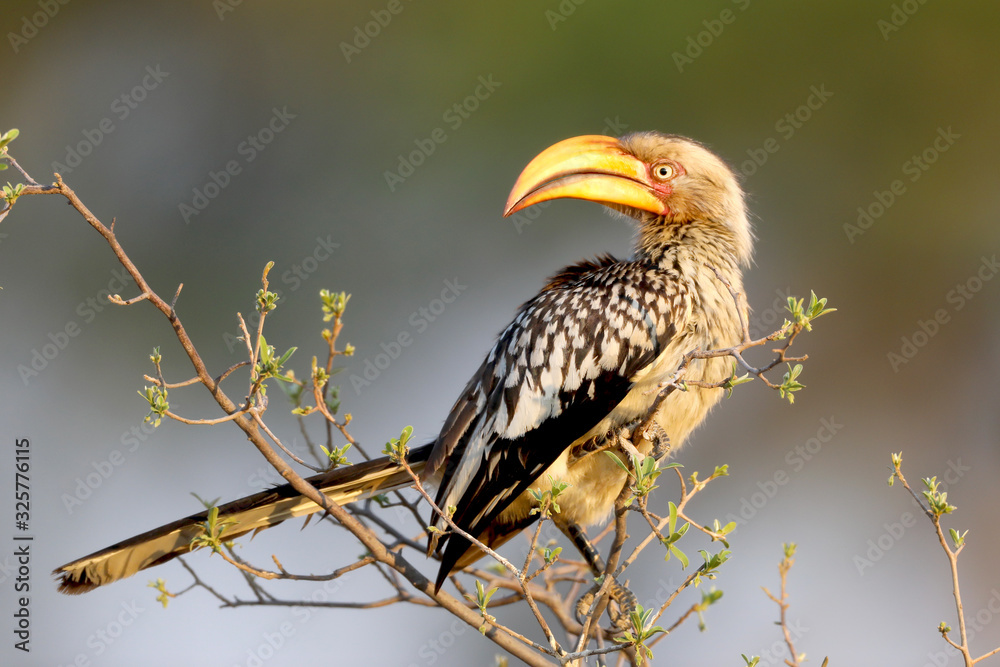 Yellow-billed hornbill bird from Africa sitting on a branch looking left.