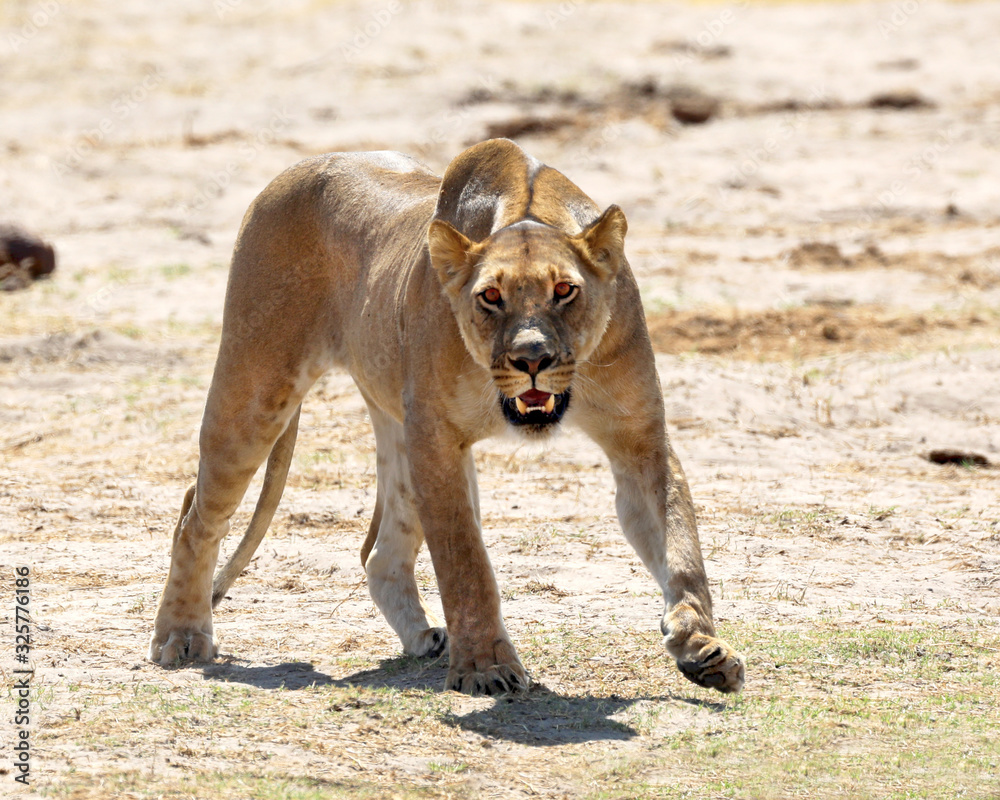 Here's looking at you! Hunting lion Here's looking at you! Hunting lion