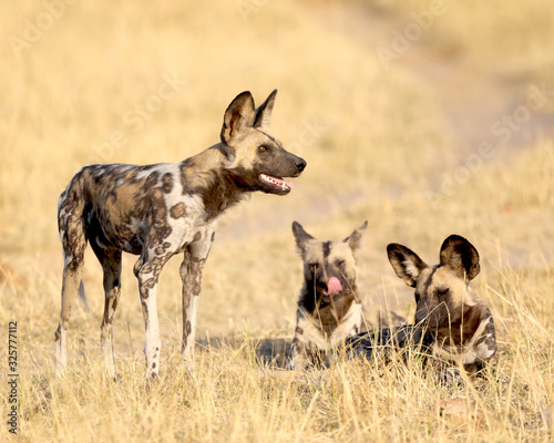 Wild dogs in Africa