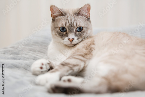 Tabby cat lying in a soft blanket © OlgaOvcharenko