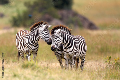 Zebras in a meadow 