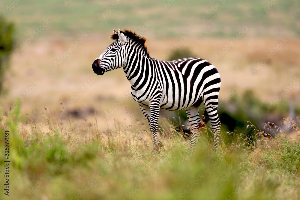 Zebra on the plains in Tanzania, Africa - obrazy, fototapety, plakaty 