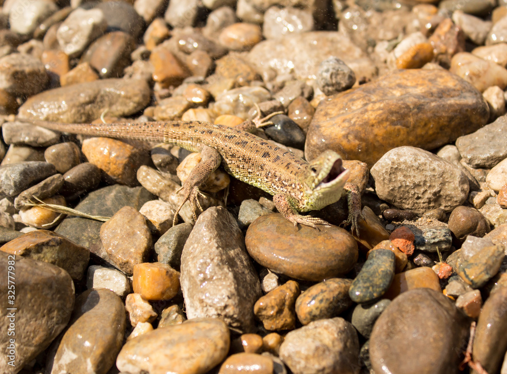 lizard sits on stones during the day lizard sits on stones during the day