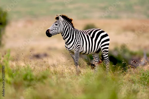Obraz Zebra on the plains in Tanzania, Africa