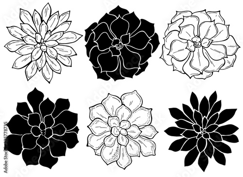 Set of succulents on a white background. Flowers in the desert. Vector illustration.