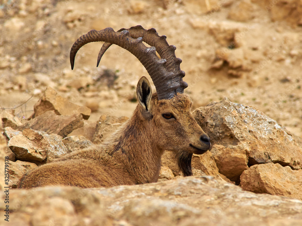 Nubian Ibex Ramon Crater, Negev Desert, Israel Nubian Ibex Ramon Crater, Negev Desert, Israel