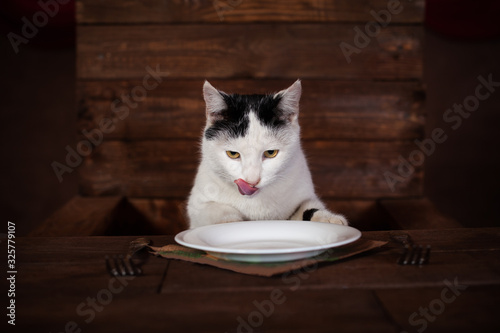 The cat eats sausage, sits on a wooden chair at the table. The cat is eating a sausage from a white plate. Cutlery - fork, napkin, plate stand on a wooden brown table. The cat mesmerizes koblas