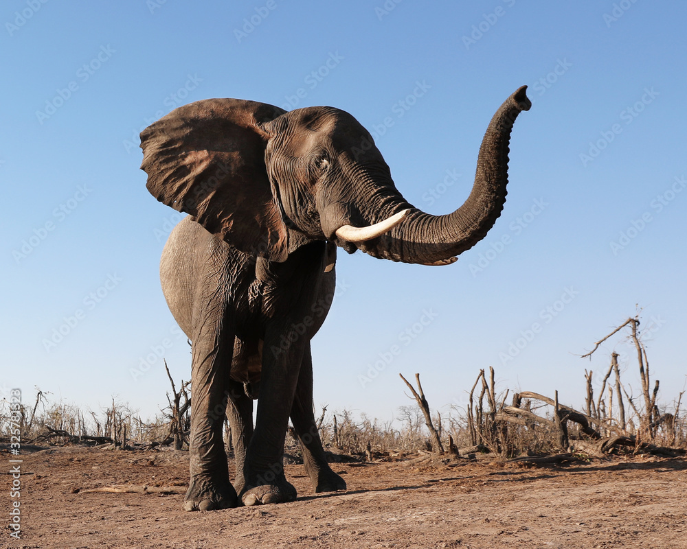 Elephant Front View With Trunk Up