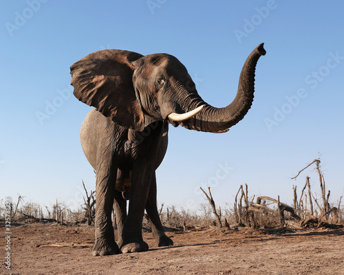 Trunk up  Elephant in Botswana