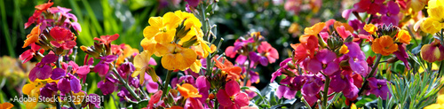 Εκτύπωση καμβά Erysimum aka Wallflower flowers outdoors