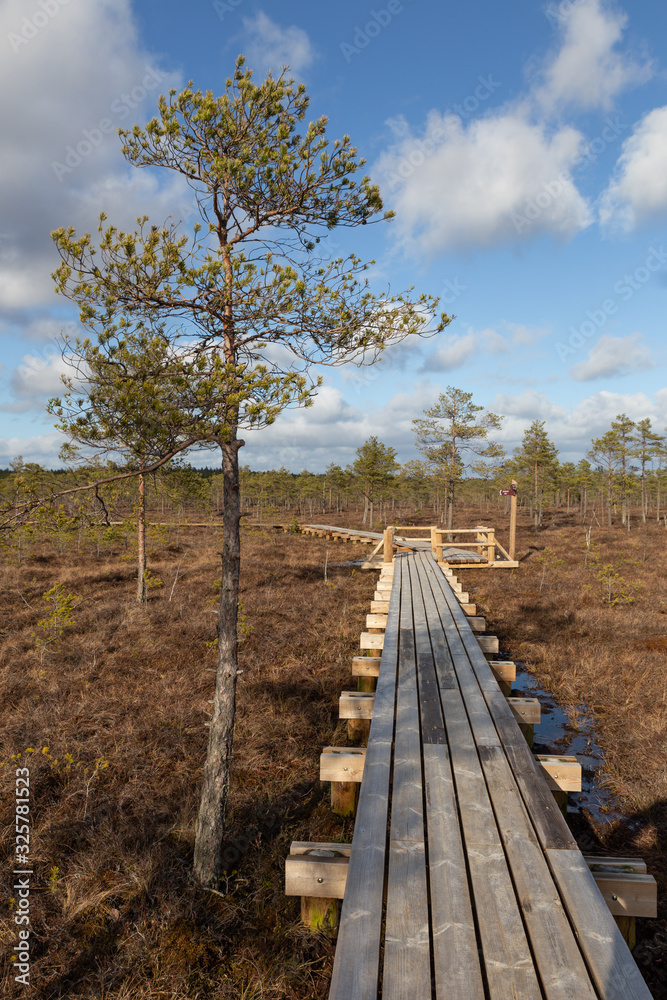 wooden bridge in the forest wooden bridge in the forest