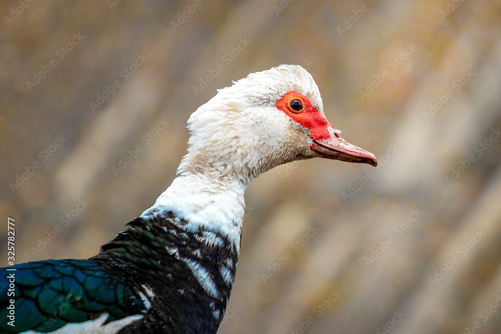 Musk duck closeup. Ducks breeding on the farm_ Musk duck closeup. Ducks breeding on the farm_