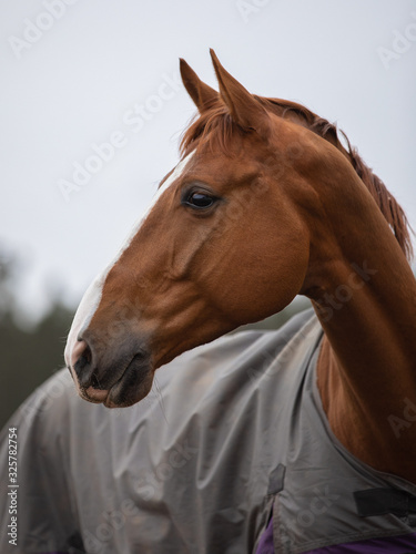 portrait of stunning chestnut budyonny gelding horse in blanket
