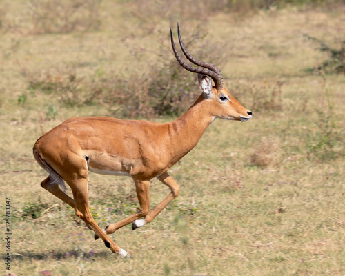 Impala running in Africa