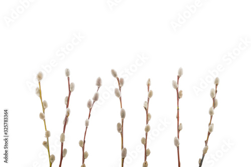 Willow twigs isolated on white background. without shadow photo