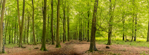 Panorama of a forest path in spring