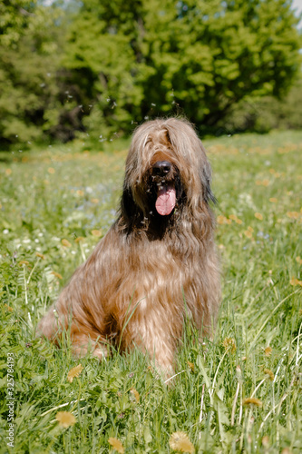 A shepherd dog, briar of 3 years old is playing in the park on the green grass in summer. © shutnica