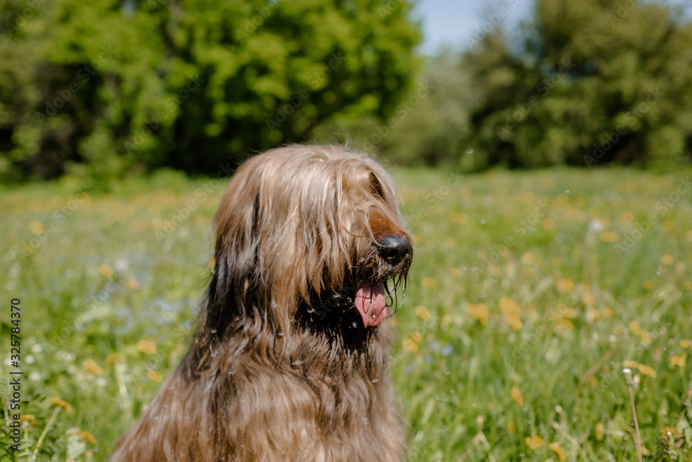 A shepherd dog, briar of 3 years old is playing in the park on the green grass in summer.