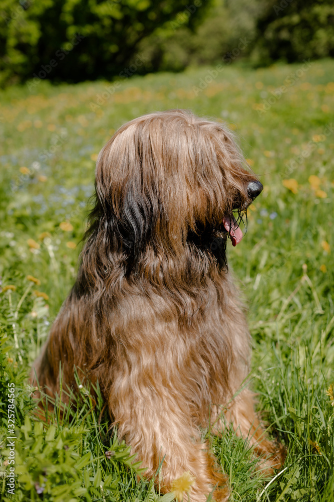 A shepherd dog, briar of 3 years old is playing in the park on the green grass in summer. A shepherd dog, briar of 3 years old is playing in the park on the green grass in summer.