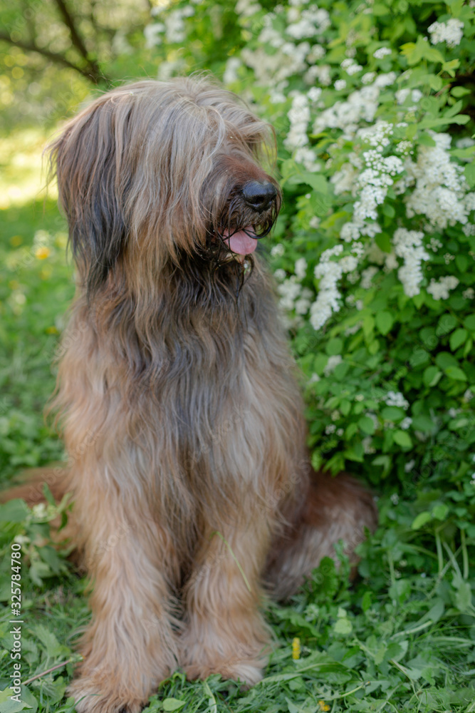 A shepherd dog, briar of 3 years old is playing in the park on the green grass in summer. A shepherd dog, briar of 3 years old is playing in the park on the green grass in summer.