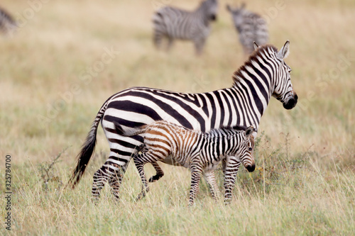 Zebra and a baby 