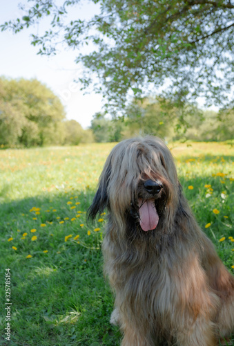 A shepherd dog, briar of 3 years old is playing in the park on the green grass in summer. photo