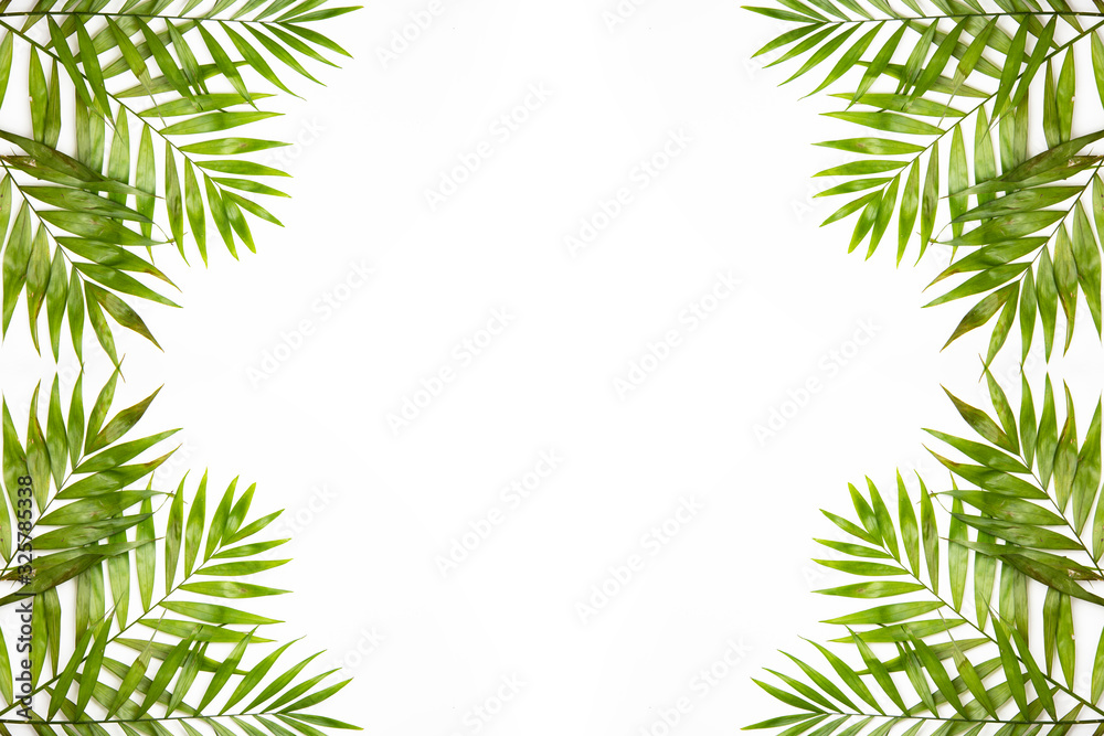  Palm leaves border isolated on white. Fresh exotic tree foliage, paradise beach, summer vacation and holiday concept