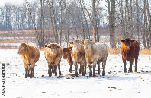 Cattle Feeding in Winter