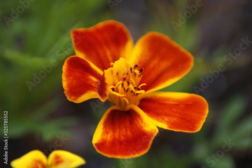 Primer plano de flor naranja 