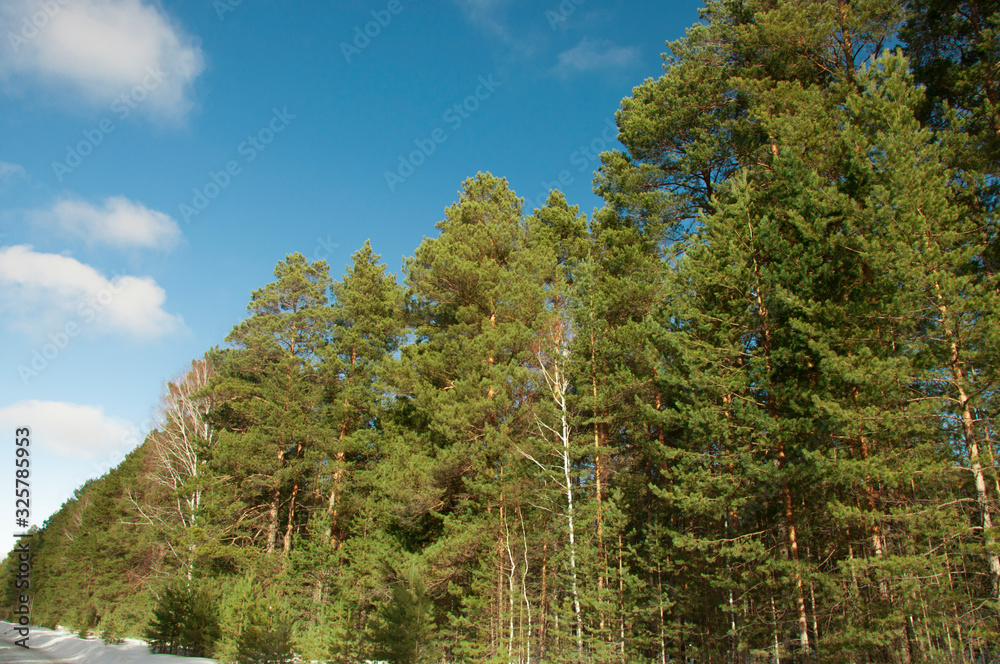 Fototapeta premium snowy street surrounded by pine trees
