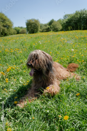 A shepherd dog, briar of 3 years old is playing in the park on the green grass in summer. photo