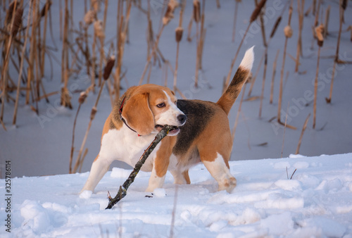Fototapeta Naklejka Na Ścianę i Meble -  cute Beagle dog on a walk in the winter evening playing with a stick on the shore of the pond