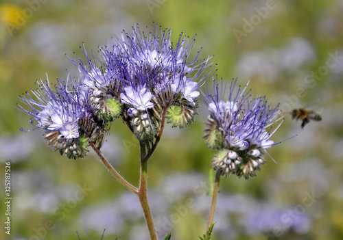 The field is blooming phacelia